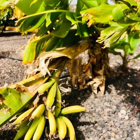 Bouganvilla *